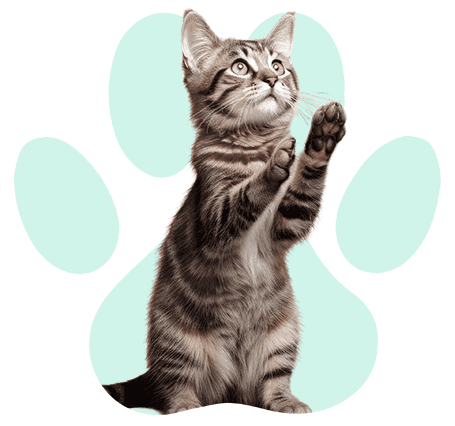 חתולים קטגוריה