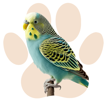 בעלי כנף קטגוריה