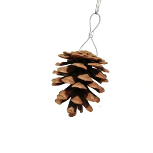 אצטרובל לציפורים