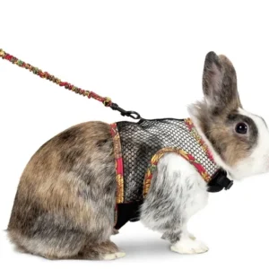 רתמה ורצועה לארנב