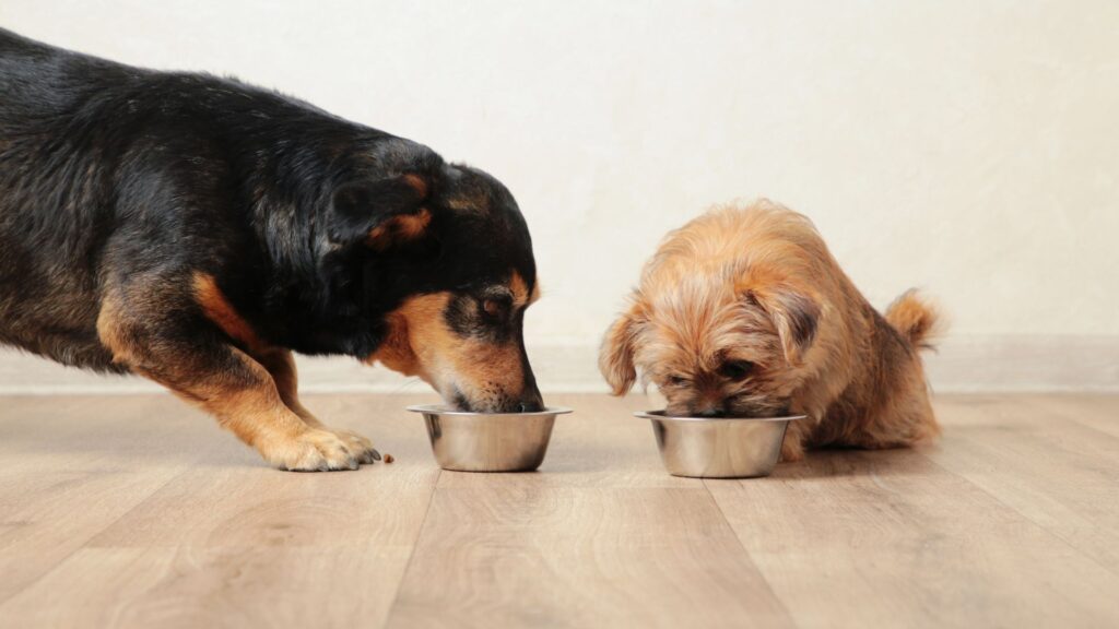 אוכל מומלץ לכלבים קטנים - כל מה שצריך לדעת לפני שקונים